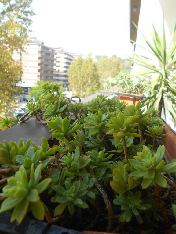 A Casa Chiecchi B&B Roma Eksteriør bilde